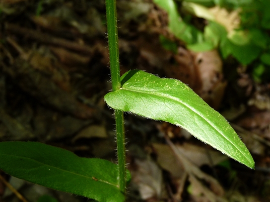 {Erigeron philadelphicus}